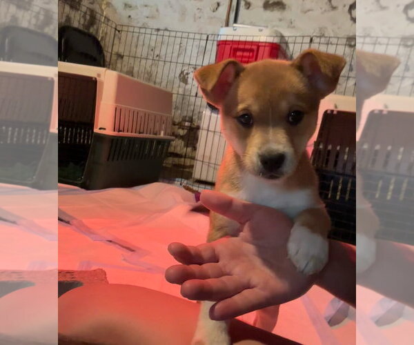 Medium Photo #3 Chihuahua-Unknown Mix Puppy For Sale in Grafton, WI, USA