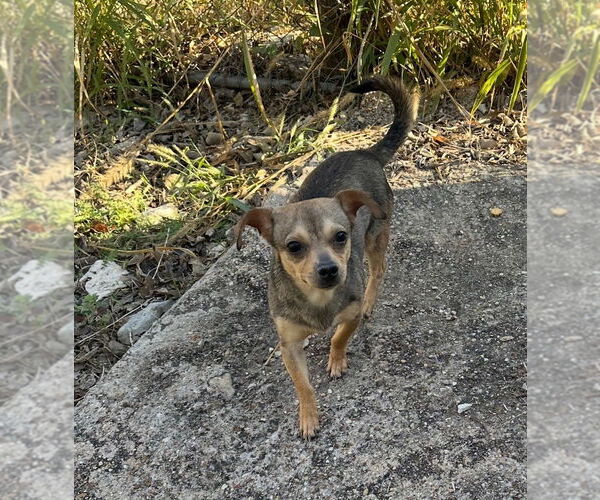 Medium Photo #4 Chiweenie Puppy For Sale in Oak Bluffs, MA, USA