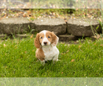 Small #1 Dachshund