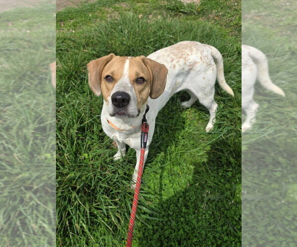 Medium Photo #1 English Coonhound Puppy For Sale in Evansville, IN, USA