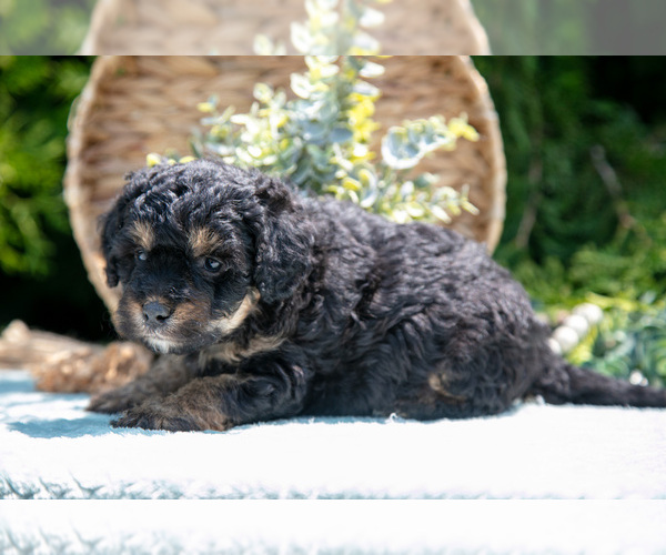 Medium Photo #17 Miniature Bernedoodle Puppy For Sale in BREMEN, IN, USA