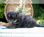 Puppy Kairo Miniature Bernedoodle