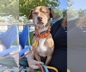 Rhen - Male Chiweenie Dog for Adoption - Photo #15