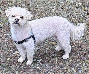 Poodle (Toy)-Unknown Mix Dogs for adoption in Olalla, WA, USA