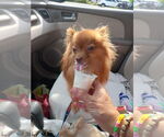Small #5 Pomeranian Mix