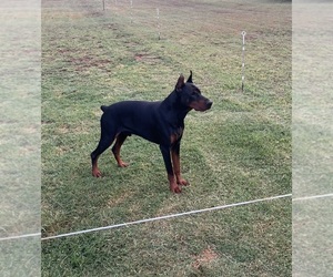 Father of the Doberman Pinscher puppies born on 08/07/2023