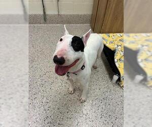 Bull Terrier Dogs for adoption in Brighton, CO, USA
