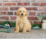 Small #5 Golden Retriever