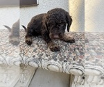Puppy Hector Bernedoodle