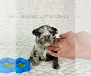 French Bulldog Puppy for sale in FRANKLIN, IN, USA