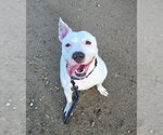 Small #2 American Pit Bull Terrier-Staffordshire Bull Terrier Mix