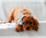 Small #2 Cavalier King Charles Spaniel