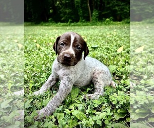German Shorthaired Pointer Puppy for sale in PROSPECT, VA, USA
