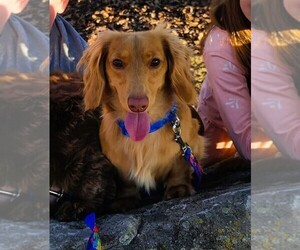 Father of the Dachshund puppies born on 05/25/2025