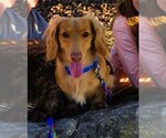 Small Photo #1 Dachshund Puppy For Sale in GALENA, KS, USA