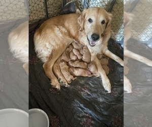 Mother of the Goldendoodle puppies born on 10/18/2022