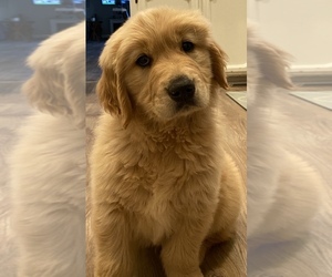 Golden Retriever Puppy for sale in MADERA, CA, USA
