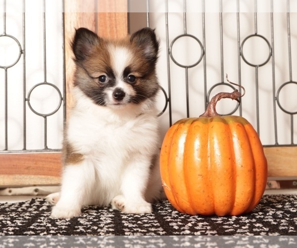 Medium Photo #1 Pomeranian Puppy For Sale in NAPLES, FL, USA