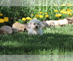 Puppy Sparkle Bichon Frise
