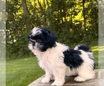 Small #3 Shih Tzu