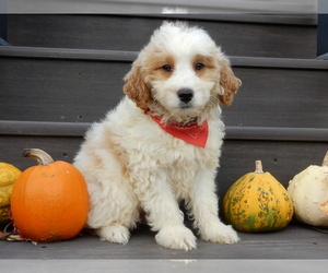 Goldendoodle (Miniature) Puppy for sale in MILLERSBURG, OH, USA