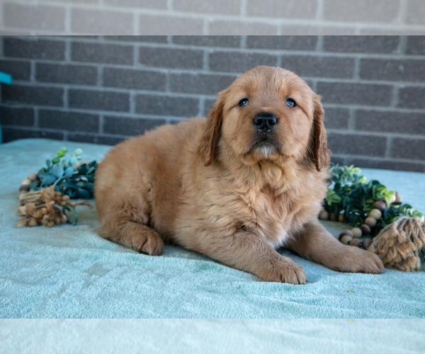 Medium Photo #18 Golden Retriever Puppy For Sale in MILLERSBURG, OH, USA