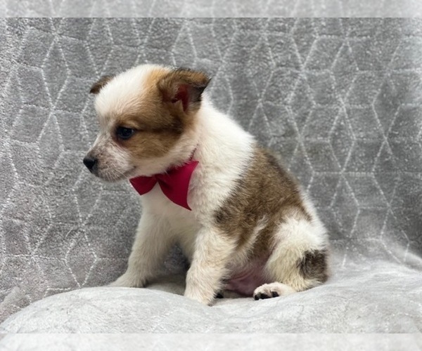 Medium Photo #8 Texas Heeler Puppy For Sale in LAKELAND, FL, USA