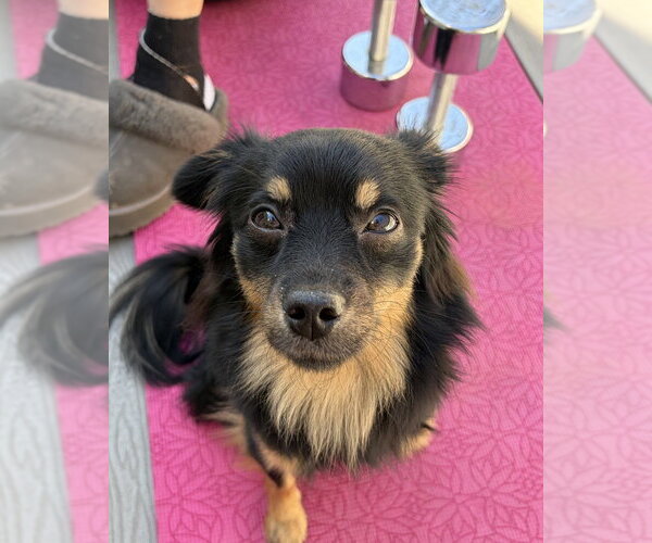 Medium Photo #1 Paperanian Puppy For Sale in Brewster, NY, USA