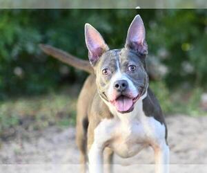 American Pit Bull Terrier Dogs for adoption in Tavares, FL, USA