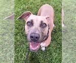 Small #2 American Pit Bull Terrier Mix