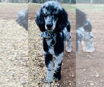 Small Photo #1 Bernedoodle Puppy For Sale in CARNESVILLE, GA, USA
