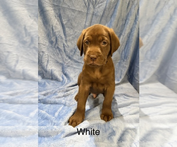 Medium Photo #1 Labrador Retriever Puppy For Sale in LAKEWOOD RANCH, FL, USA