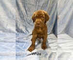 Puppy 7 Labrador Retriever