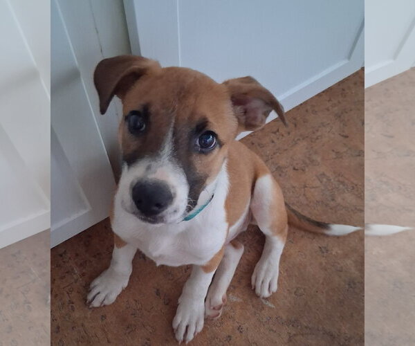 Medium Photo #2 Mountain Cur-Unknown Mix Puppy For Sale in Brooklyn Center, MN, USA