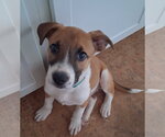Small #1 Mountain Cur Mix