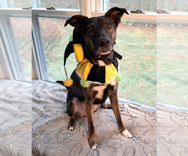 Medium Photo #2  Puppy For Sale in , 