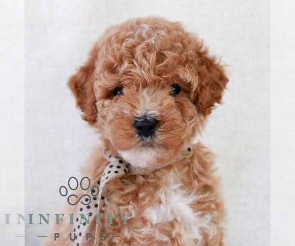 Medium Photo #4 Goldendoodle (Miniature) Puppy For Sale in NEWMANSTOWN, PA, USA