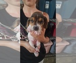 Puppy Eleven Basset Hound