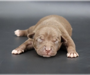 American Bully Puppy for sale in CHAMPAIGN, IL, USA