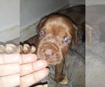 Small Photo #7 America Bandogge Mastiff-American Bandogge Mix Puppy For Sale in MONTROSS, VA, USA