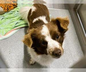 Dameranian Dogs for adoption in Orange, CA, USA