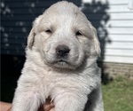 Puppy Baby Great Pyrenees