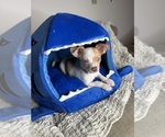 Small #6 Chihuahua