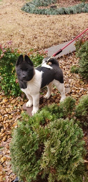 Medium Photo #2 Akita Puppy For Sale in MEM, TN, USA