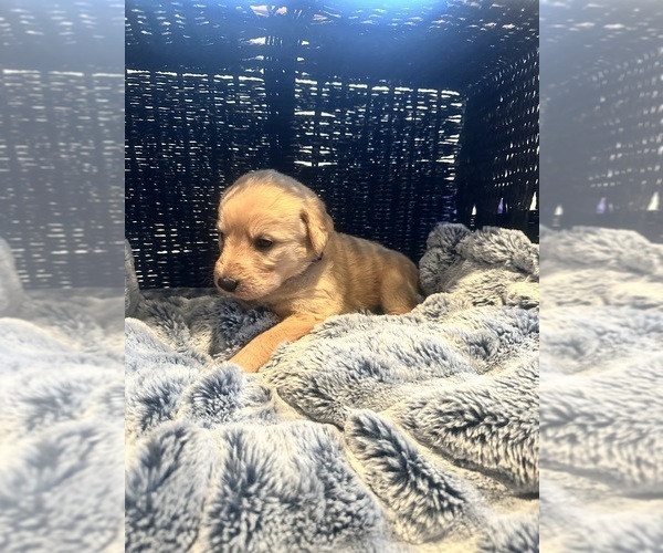 Medium Photo #26 Labradoodle Puppy For Sale in KIRKSVILLE, MO, USA