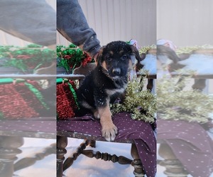 German Shepherd Dog Puppy for Sale in GREENWOOD, Wisconsin USA