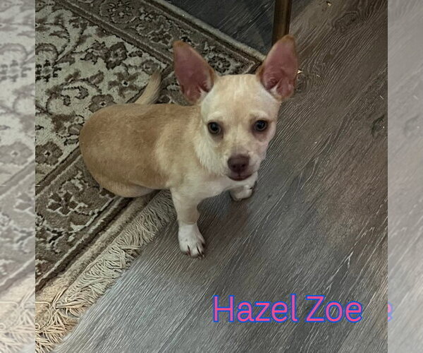Medium Photo #2 Chiweenie Puppy For Sale in San Antonio, TX, USA