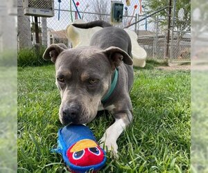 Chula - Female American Staffordshire Terrier-Bulldog Mix Dog for Adoption - Photo #4
