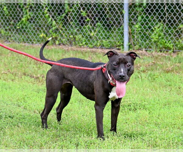 Medium Photo #5 American Pit Bull Terrier Puppy For Sale in Glen Allen, VA, USA