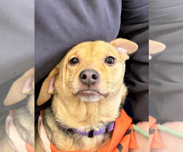 Medium Photo #7 Jack-A-Bee Puppy For Sale in Rootstown, OH, USA